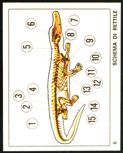 Mondo degli animali - degli,