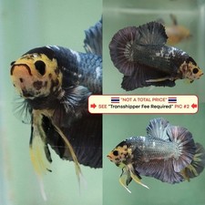 Pesce Betta vivo (Thailandia)