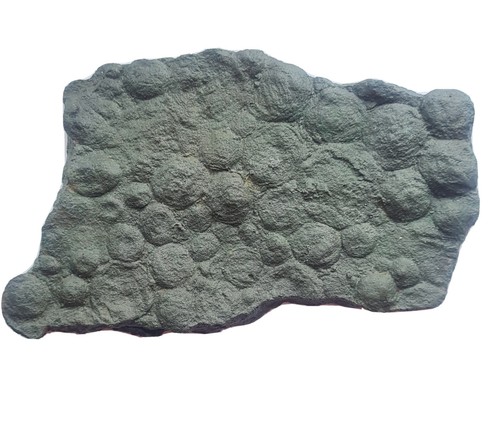 Replica cast pre - replica, pre-cambrian