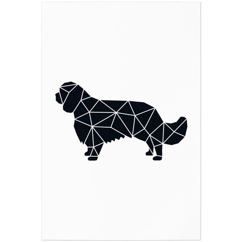 Cavalier king charles - cavalier,