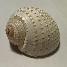 Conchiglia Tessellata Tonna