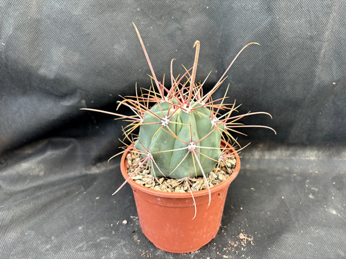 Ferocactus rectispinus - ferocactus,