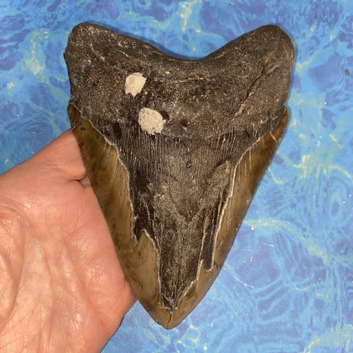 Megalodonte dente squalo - megalodonte, di