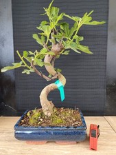 bonsai di fico  h 52 cm visita