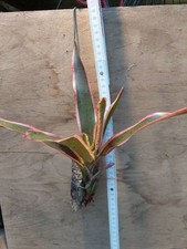 Neoregelia Ifigenia, rilegato