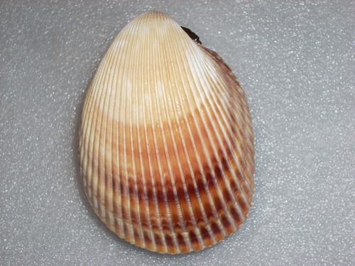 Vasticardium elongatum - vasticardium,