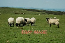Photo sheep cleeve common - photo,