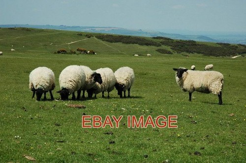 Photo sheep cleeve common - ,