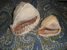 2 Unique Conch Shells