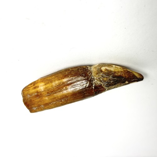 Dente orso delle caverne - dente,