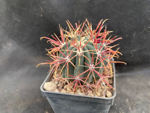 Ferocactus viscainensis - ferocactus,