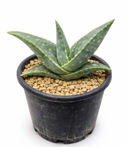 Aloe prostrata seeds semi - ,