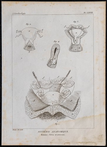 1825 cervicale humain di la - -,