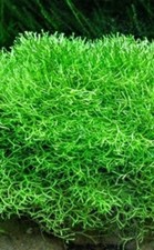 Porzione di Pianta d'acquario