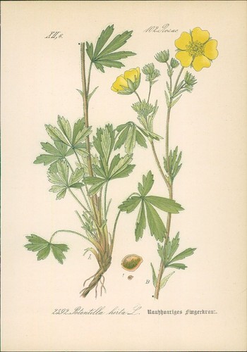 Chromolithographie - ,