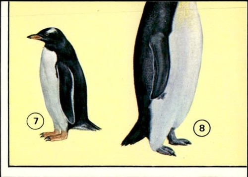 Figurina uccelli panini - uccelli, ed.panini