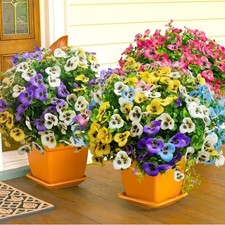 Bouquet Petunia Eucalipto