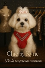 pettorina cane Rossa