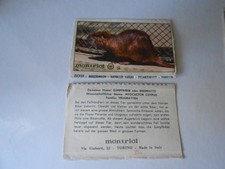 FIGURINA SAFARI N. 60 - ED