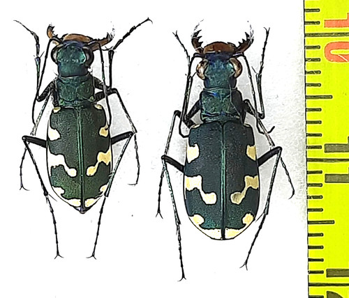 Carabidae cicindela - carabidae,,
