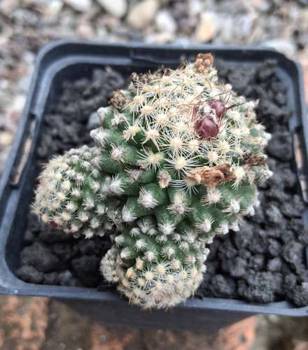 Pediocactus knowltonii