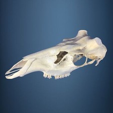 456SKU Teschio di cervo