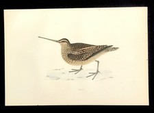 Snipe British Birds stampa