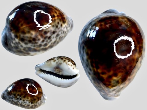 Cypraea tigris vohemar - cypraea,