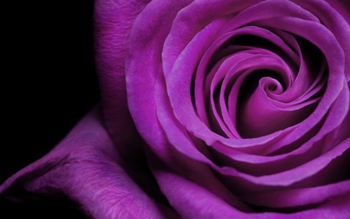 Semi rosa viola - semi,
