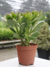 Crassula ovata albero dei - "albero,