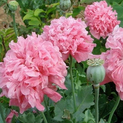 Papavero doppio fior peonia - doppio,