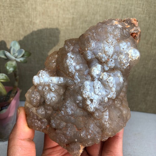 Raro bonsai suiseki gobi - raro, di