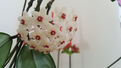 Hoya carnosa - hoya,