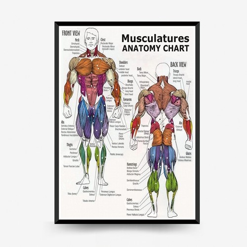 Tabella anatomica - tabella,