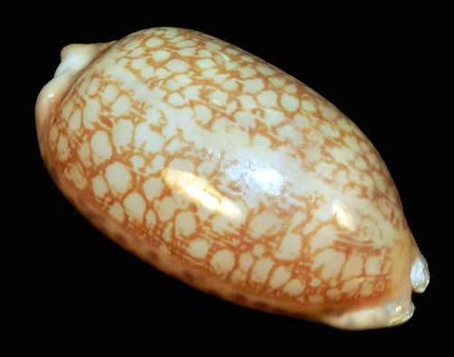Cypraea scurra 42 - mm,