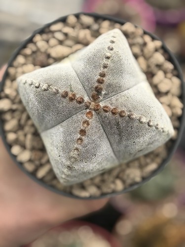 Astrophytum myriostigma - astrophytum,