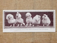 Barboncini di origine italiana Stampa nel 1929