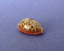 Cypraea Helvola Argella 18,4 mm Gem Madagascar " Joli spécimen "