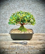 Rhododendron keleticum -