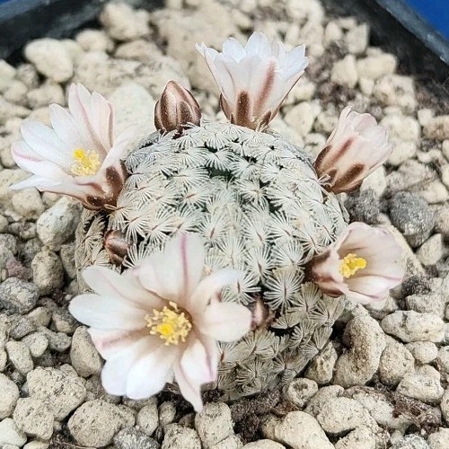 Mammillaria sanchez mejoradae - mammillaria, sanchez-mejoradae