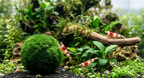 Kit acquario marimo 3 - +,