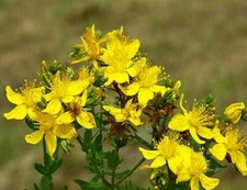 ERBA DI GIOVANNI - HYPERICUM PERFORATUM, 100 semi