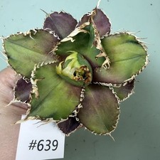 Vendita Raro Cactus Agave