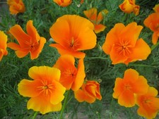 Papavero californiano thai - papavero,