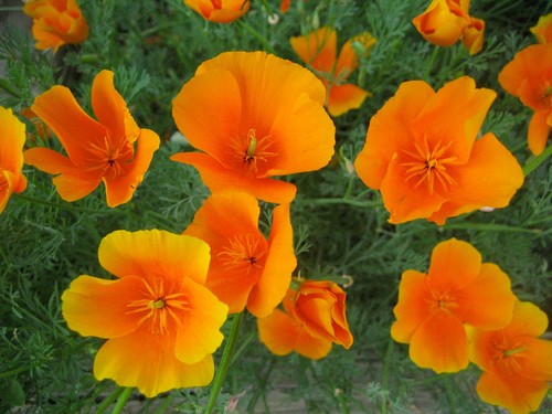Papavero californiano thai - papavero,