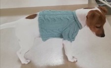 maglioncino cani fatto a mano