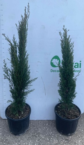 Pianta cupressus - pianta,