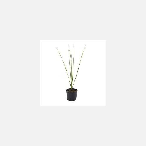 Dasylirion wheeleri pianta - dasylirion,