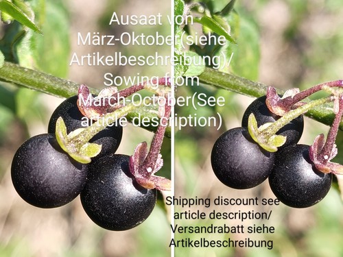 Ombra notturna nera - ,, solanum