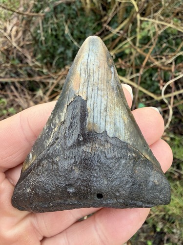 Fossil megalodon shark tooth - fossil,